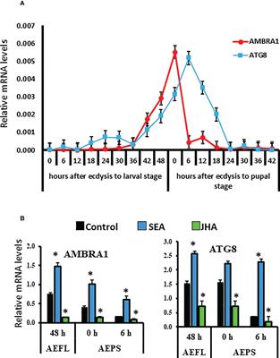 Autophagy genes AMBRA1 and ATG8 play key roles in midgut remodeling of the yellow fever mosquito, Aedes aegypti
